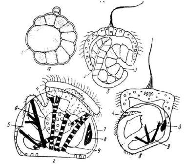 Развитие приморского гребешка от стадии стерробластулы до стадии велигера