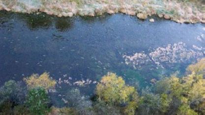 Реокрен в нижнем течении р. Камакан. Нерестилище осенней кеты с водо- снабжением ключевыми водами. Снимок сделан с вертолета Ми–8, 26.09.2008 г.