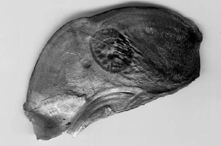 Отпечаток ротового аппарата и зубов тихоокеанской миноги Lethenteron japonicum на жаберной крышке. Некоторые фантазеры принимают их за японские или китайские печати-метки