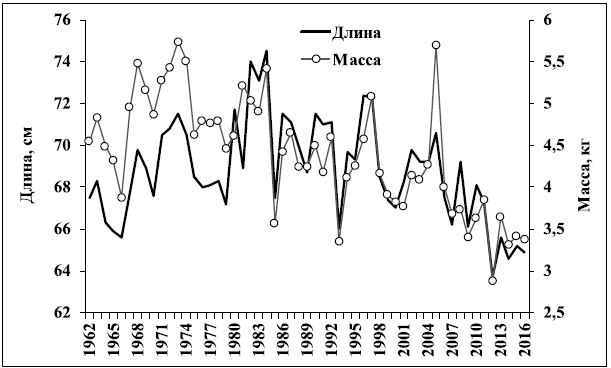 Осенняя кета Амура. Средняя длина и масса тела самцов в возрасте 3+ лет, 1962–2016 