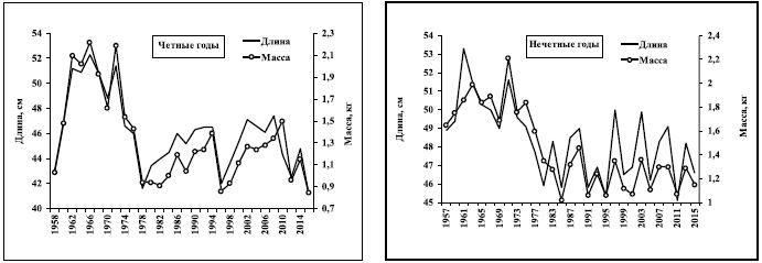 Средняя длина и масса тела самцов амурской горбуши в четные и нечетные годы, 1957–2016 гг.