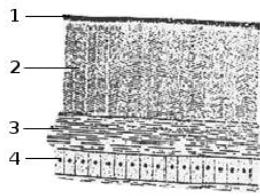 Структура раковины мидий