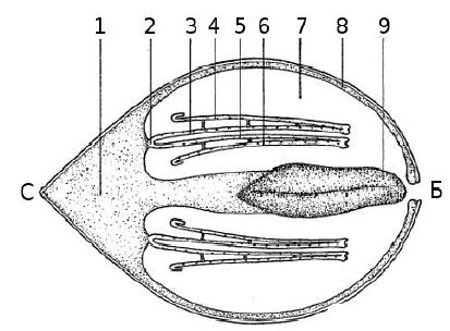 Схема поперечного разреза через жабры мидии