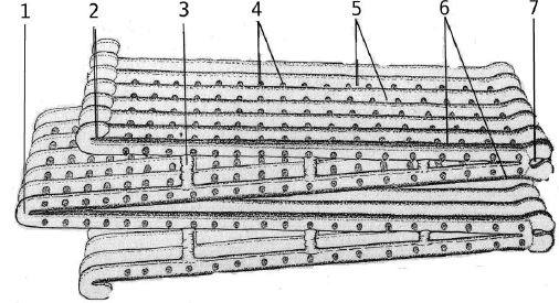 Мидия Mytilus galloprovincialis: схематическое изображение жабры