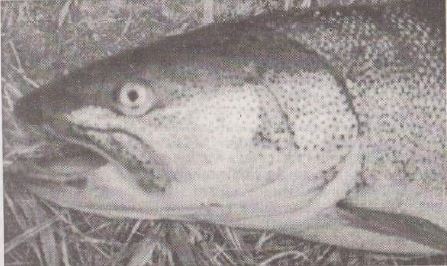 Голова тайменя сахалинского. Фото 1998 г. Река Самарга