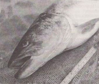 Голова Таименя сибирского. Фото 1991 г. Река Арму.