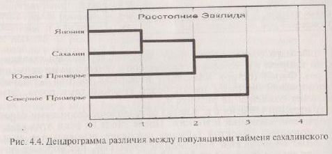 Дендрограмма различия между популяциями тайменя сахалинского