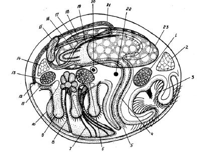 Схема расположения органов педиведигера двустворчатых моллюсков